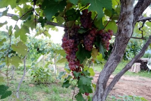 433055c7-2614-4ecf-844f-729e2c6fb622